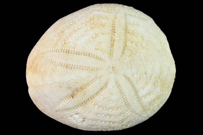 Fossil Sea Urchin (Eupatagus) - Florida #136072